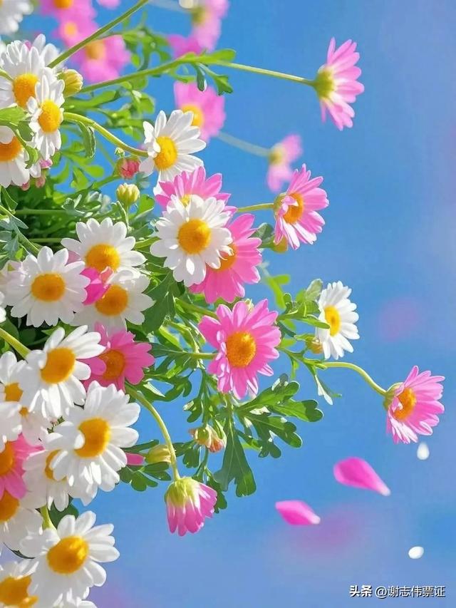 十一月第五期(四天)点评