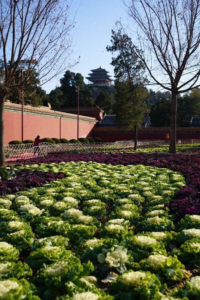 冬日也有景色可赏！景山公园“上新”羽衣甘蓝主题花境