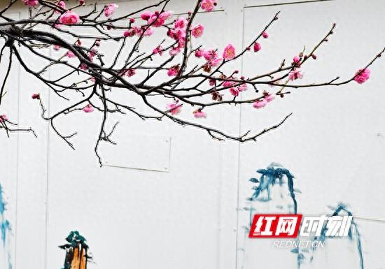 张家界市武陵源区：梅花雨中绽放 幽香四溢 （组图）