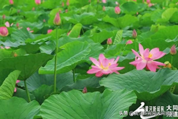 恒山脚下神溪湿地：荷花竞放引客来