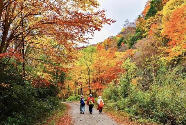 山山秋色如画 树树红叶醉人