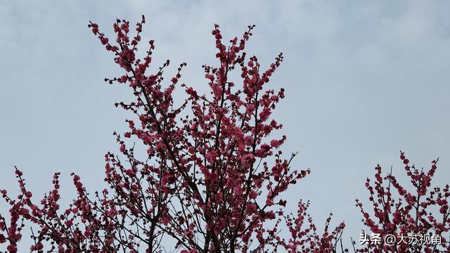 三月南京别挤市区！我偷偷躲进溧水花海，把整个春天私藏了