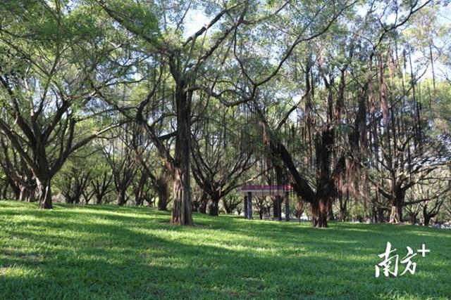 扫码听讲解！番禺这个老公园变身“榕树博物馆”