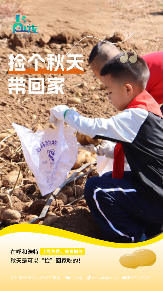 来呼和浩特捡土豆吧！内蒙古的秋天是可以“捡”回家吃的