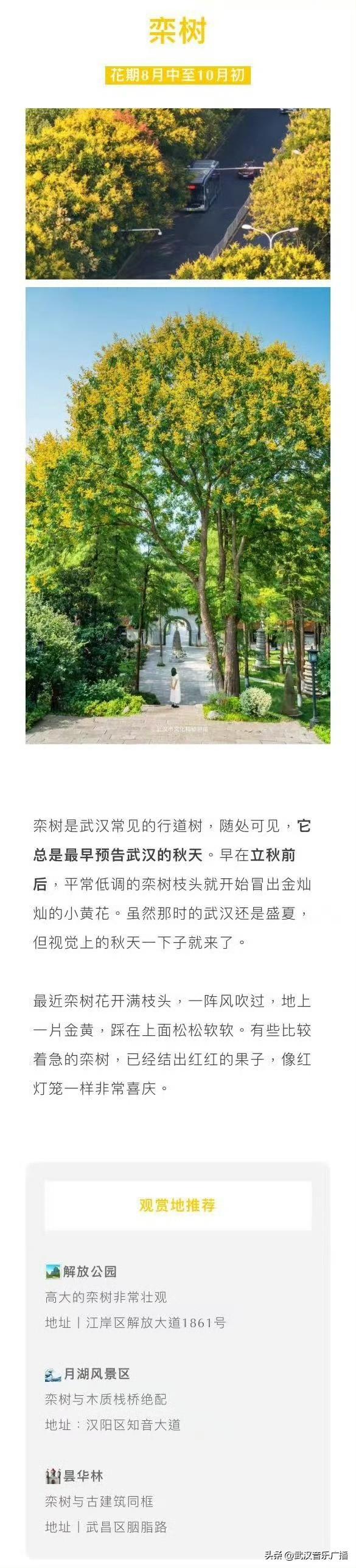 武汉秋天的第一波花海香了