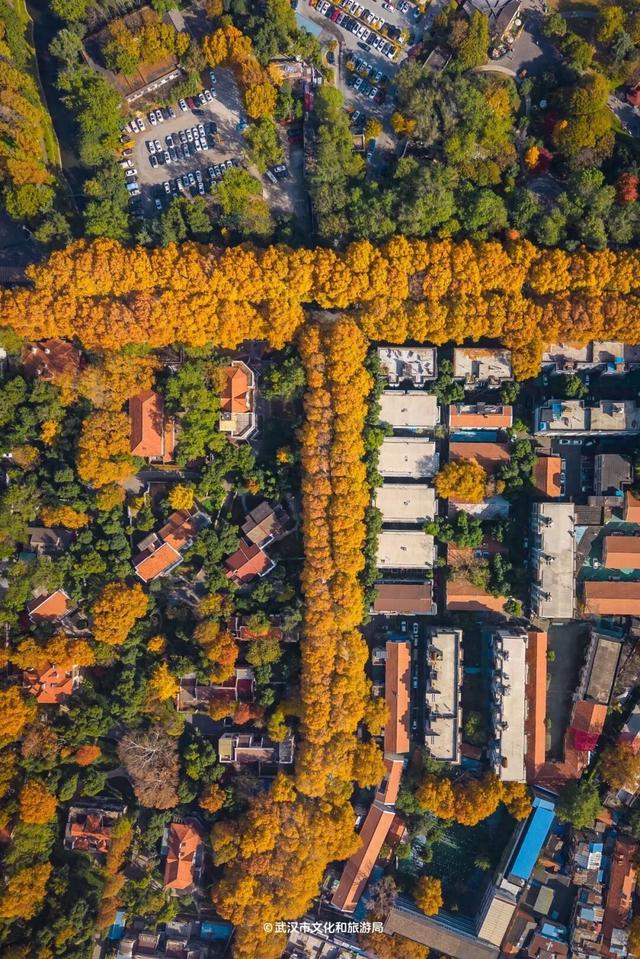 最新发现！2公里“金色隧道”，武汉人私藏了60年！