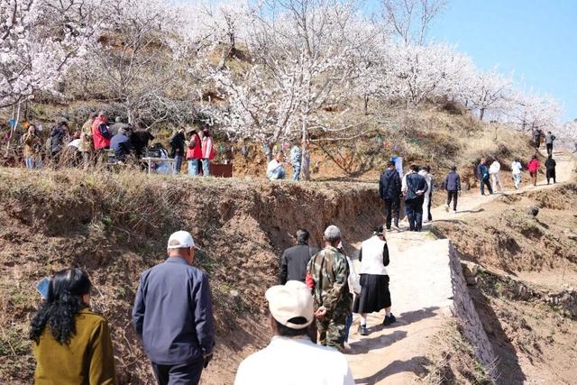 武乡·权店2026年梅杏赏花周启幕