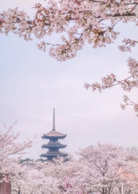 武汉樱花开爆了，但我不想告诉你这几个地方