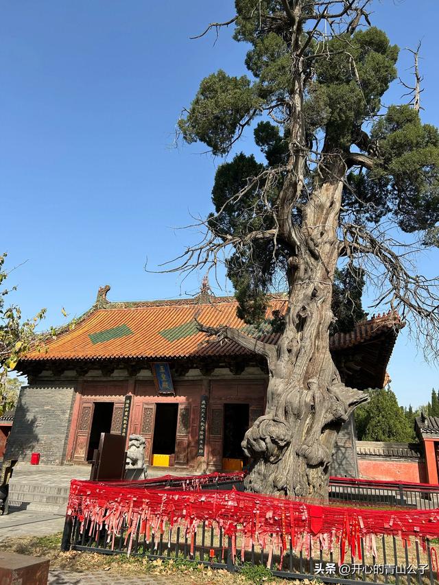 济渎庙里的两棵松柏——洛阳小众古迹之二十五