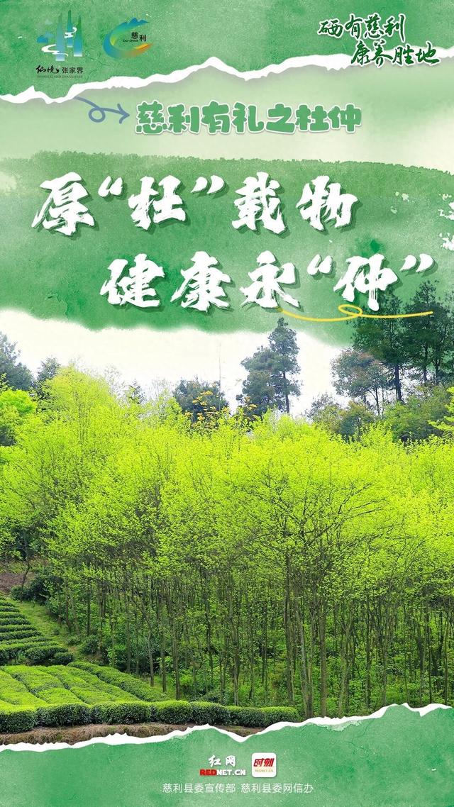 海报 | 慈利有礼 · 杜仲篇