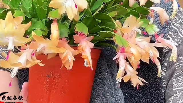 樱花盛开的季节是什么时候（🌸樱花盛开时节）