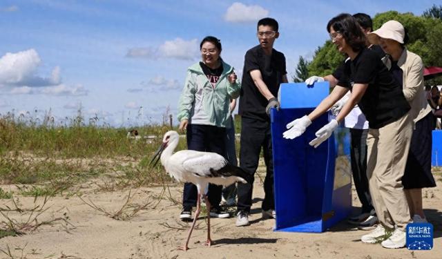 哈尔滨：获救治野生鸟类放归自然