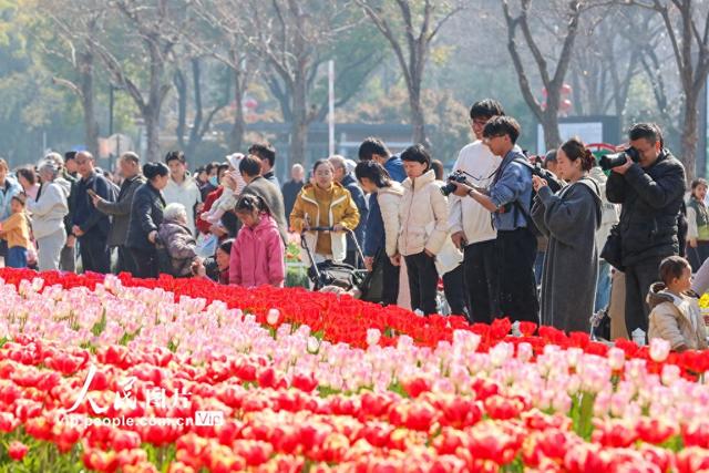 江苏南京：郁金香花开迎客来