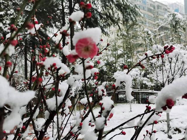 雪落老家生万金，河南的冬天凭什么让人竞相奔赴？丨提案追踪