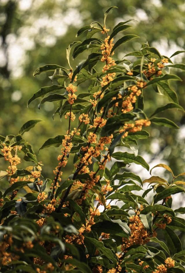 你闻到了吗？福州这些地方好香！