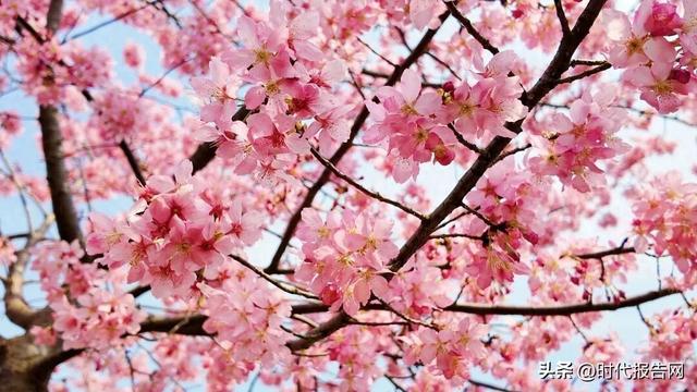 三月樱开醉明港 百亩花海等你来