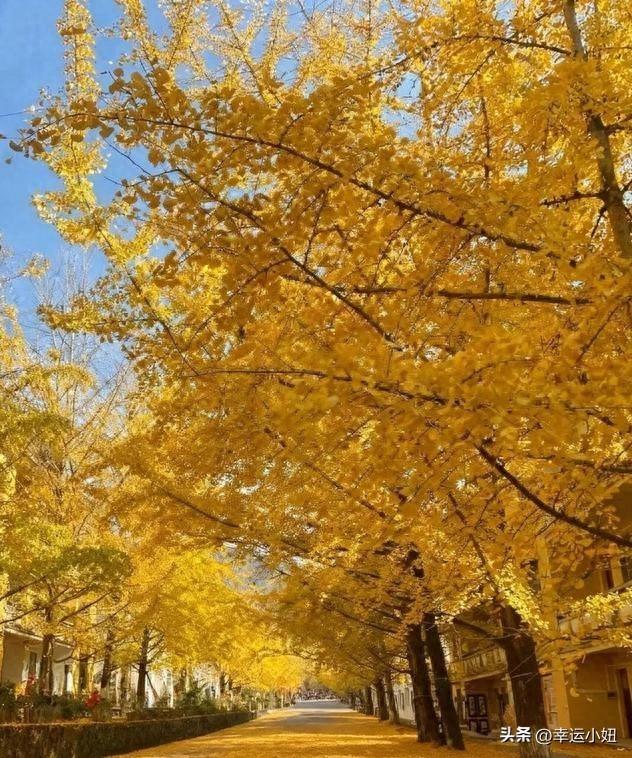 别再去挤腾冲了！广东的秋天，直接封神！