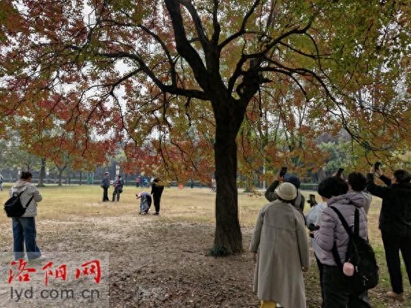 秋日限定，散步即达！洛阳各公园秋景观赏攻略请收好