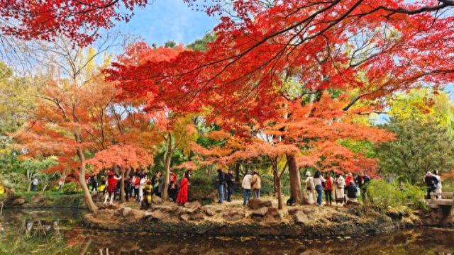 上海秋景天花板 嘉定秋霞圃红叶美翻了！