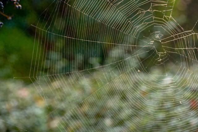 织梦网站建设（织梦之网微小的努力）