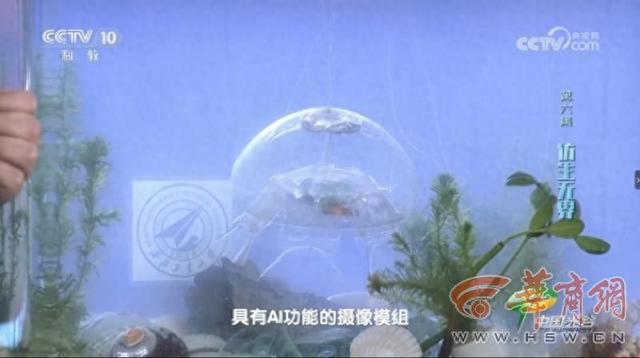深海魅影！西工大研制出“水下幽灵”——仿生水母机器人