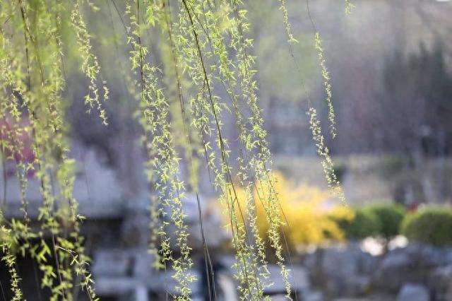 赴商河，赏花、垂钓、摘甜瓜……趣玩不重样