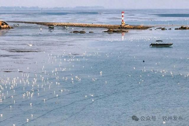 来钦州，“鸥”遇冬日限定浪漫！
