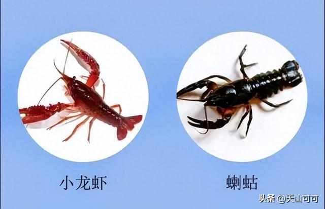 小龙虾和喇蛄的区别有哪些（东北喇蛄和小龙虾的区别哪种好吃）