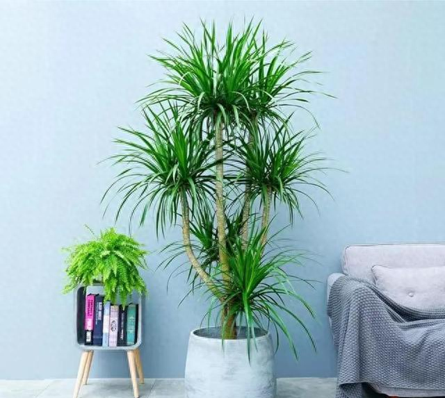 SEO入门玄关（6种镇宅花）