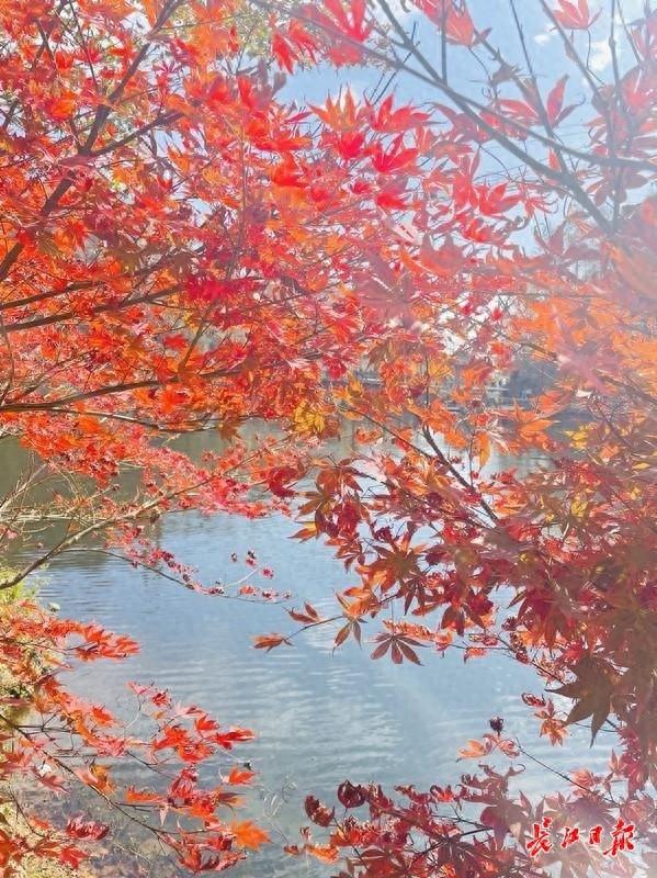 黄陂清凉寨红叶观赏季人气暴增，单日客流量破万，周边民宿入住率达95%