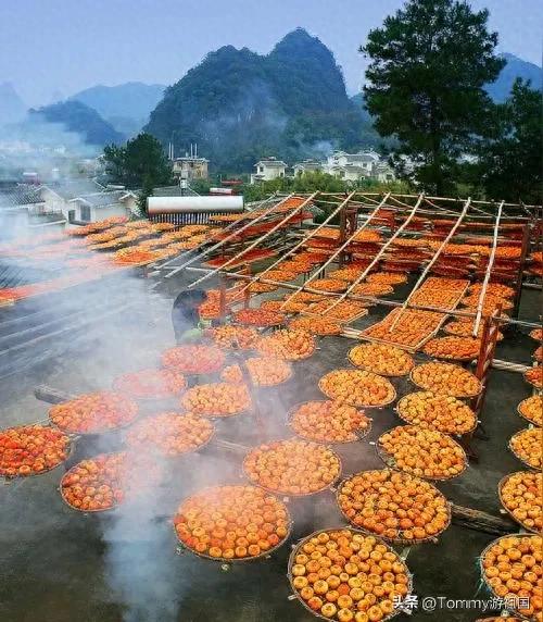 开着房车去流浪，打卡桂林恭城红岩村，漫山遍野柿子红