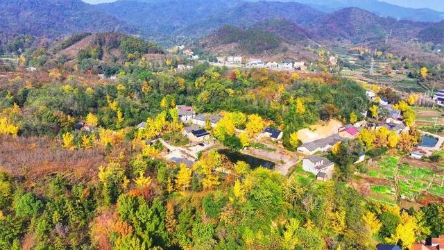 限定秋色！孝昌小悟千年银杏美出圈