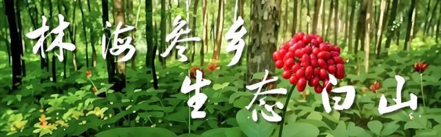 江源区举办松花石文化与影视产业融合交流会