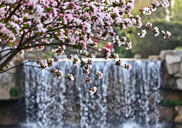 南昌老牌公园火了！上万游客挤爆只为看它，海棠花开成瀑太惊艳