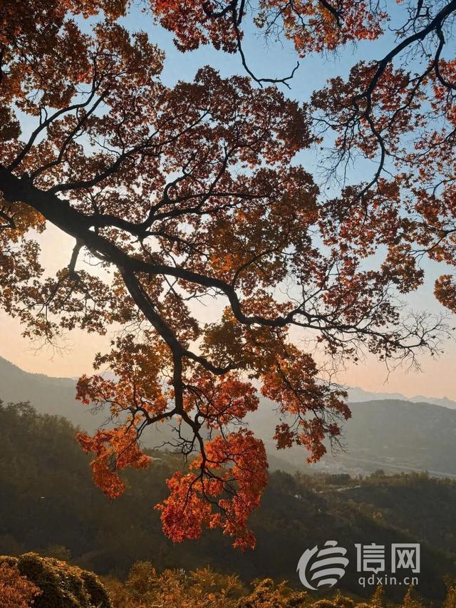 崂山进入最佳赏秋期 古树彩林绘就山海秋景