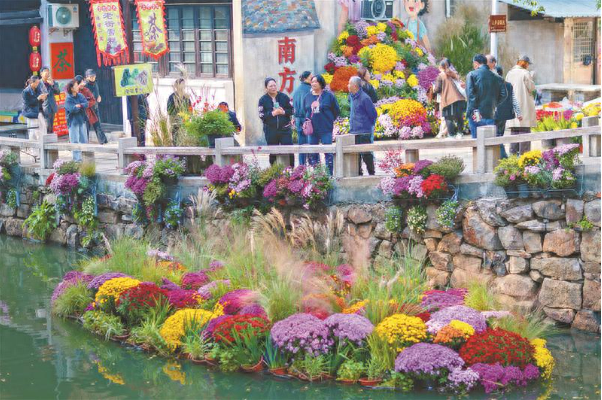 万菊盛放 南泉老街新玩法