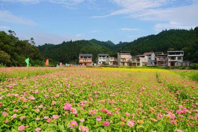 融水这片格桑花海藏不住了！位置就在→