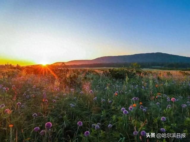 【花样“尔滨”】花海与清凉完美融合！凤凰山避暑游，这些人门票半价——