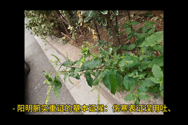 伤寒论第212条：这是啥药？