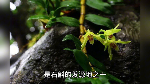 六种人不能吃石斛 六种人不能吃石斛的禁忌