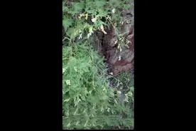 它是大名鼎鼎的黄芪，有什么药用价值吗？图片