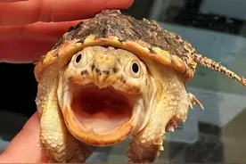 一篇视频带你沉浸式体验，新手养龟必须要了解的20个问题！ #乌龟 #养龟人 #万物可爱计划 #2025第一条萌宠抖音 #新手养龟视频封面