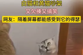 白猫的表情又欠揍又搞笑 每一帧都可以做表情包的成都 网友：隔着屏幕都能感觉到它的得瑟 （编辑：郭牧萱）视频封面