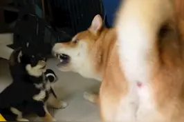 加养新狗，如何不被老狗欺负？ #科学养宠 #训犬 