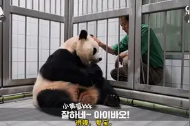 韩国饲养员爷爷和中国大熊猫的故事：29视频封面