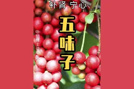 五味子 #五味子 #失眠 #胡博士说中医