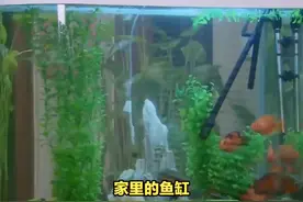 家里的鱼缸，为什么不能送人？ #传统文化 #知识 #老六师傅视频封面