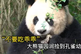 大熊猫园润捡到孔雀幼崽，把脚脚放在嘴里，咬了几口 #大熊猫视频封面