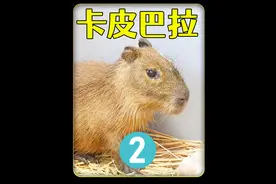 耗时10个月，饲养卡皮巴拉的故事，太好玩太有趣了