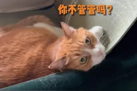 一张插图引发的猫猫大搜捕...视频封面